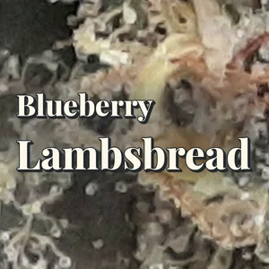 Blueberry Lambsbread Cannabis Strain