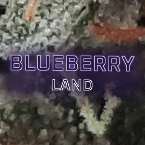 Blueberry Land Cannabis Strain