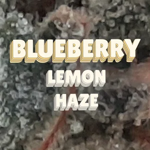 Blueberry Lemon Haze Cannabis Strain