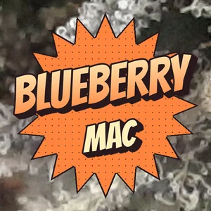 Blueberry MAC Cannabis Strain