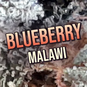 Blueberry Malawi Cannabis Strain