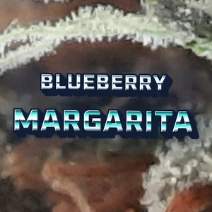 Blueberry Margarita Cannabis Strain