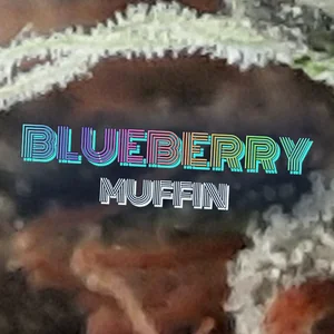 Blueberry Muffin Cannabis Strain
