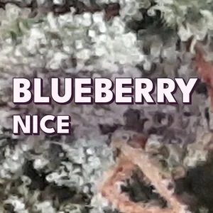 Blueberry Nice Cannabis Strain