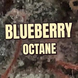 Blueberry Octane Cannabis Strain