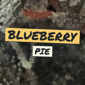 Blueberry Pie Cannabis Strain