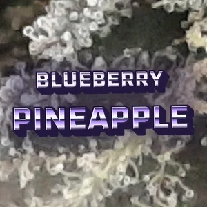 Blueberry Pineapple Cannabis Strain