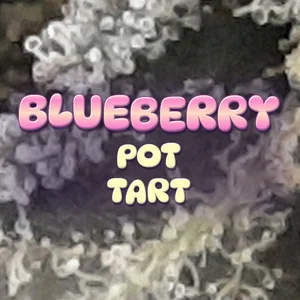 Blueberry Pot Tart Cannabis Strain