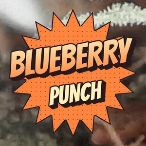 Blueberry Punch Cannabis Strain