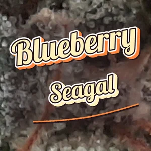 Blueberry Seagal Cannabis Strain