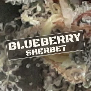 Blueberry Sherbet Cannabis Strain