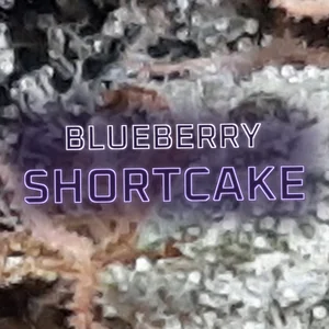 Blueberry Shortcake Cannabis Strain