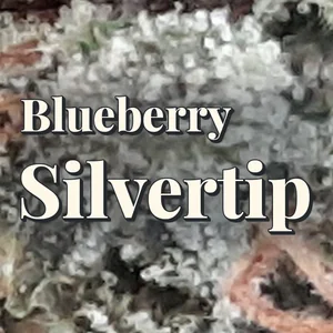 Blueberry Silvertip Cannabis Strain