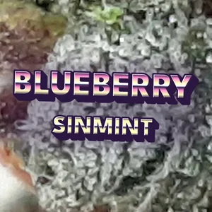 Blueberry SinMint Cannabis Strain