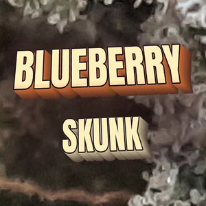 Blueberry Skunk Cannabis Strain