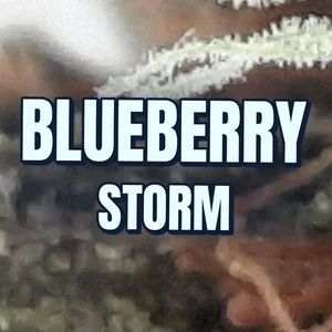 Blueberry Storm Cannabis Strain