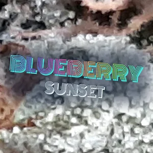Blueberry Sunset Cannabis Strain