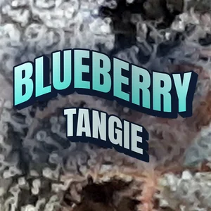 Blueberry Tangie Cannabis Strain