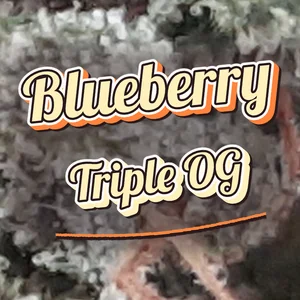 Blueberry Triple OG Cannabis Strain