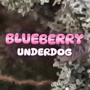 Blueberry Underdog Cannabis Strain