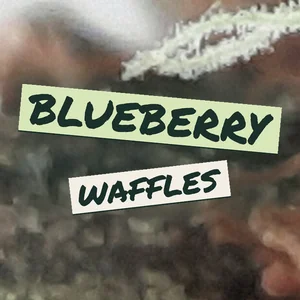 Blueberry Waffles Cannabis Strain