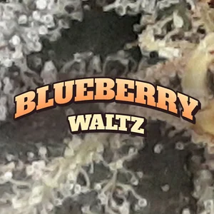 Blueberry Waltz Cannabis Strain