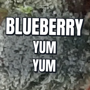 Blueberry Yum Yum Cannabis Strain