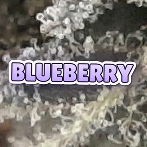 Blueberry Cannabis Strain