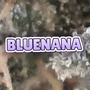 Bluenana Cannabis Strain