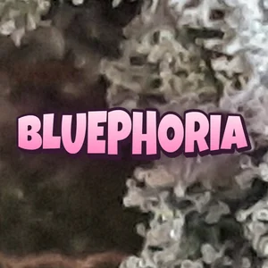 Bluephoria Cannabis Strain