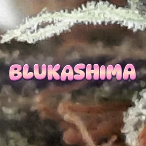 Blukashima Cannabis Strain