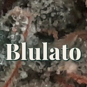 Blulato Cannabis Strain