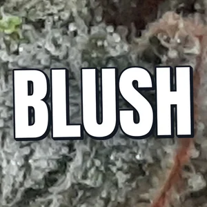 Blush Cannabis Strain