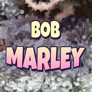 Bob Marley Cannabis Strain