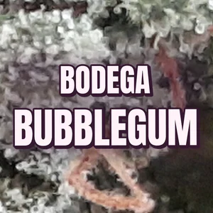 Bodega Bubblegum Cannabis Strain