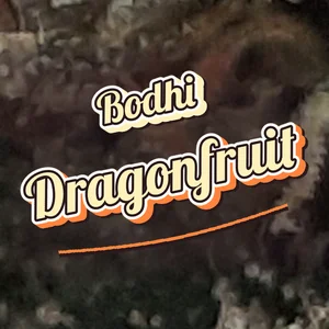 Bodhi Dragonfruit Cannabis Strain