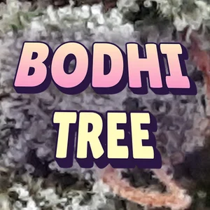 Bodhi Tree Cannabis Strain