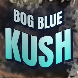 Bog Blue Kush Cannabis Strain