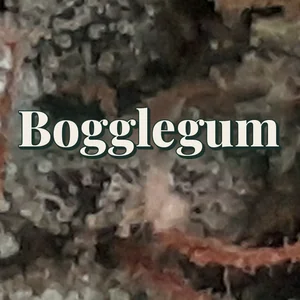 Bogglegum Cannabis Strain