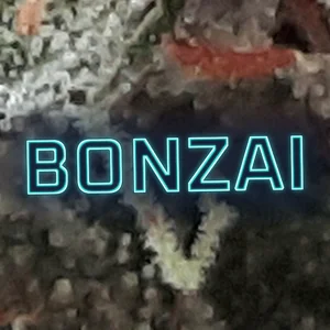 Bonzai Cannabis Strain