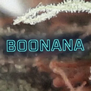 Boonana Cannabis Strain