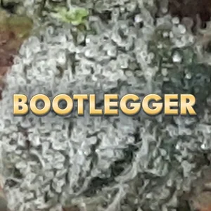 Bootlegger Cannabis Strain