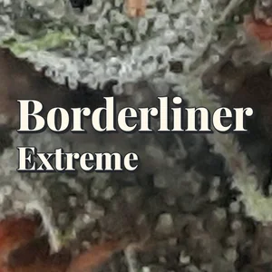Borderliner Extreme Cannabis Strain