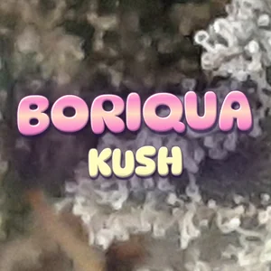 Boriqua Kush Cannabis Strain
