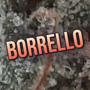 Borrello Cannabis Strain