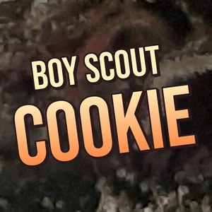 Boy Scout Cookie Cannabis Strain