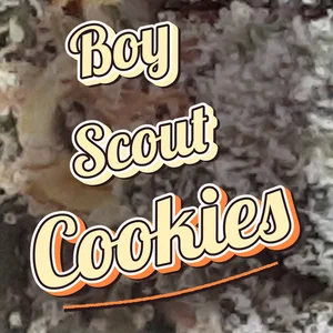 Boy Scout Cookies Cannabis Strain