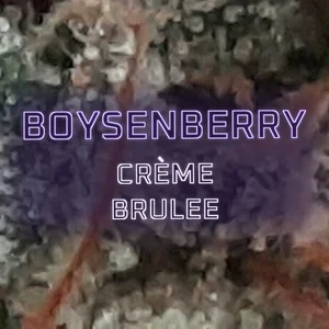 Boysenberry Crème Brulee Cannabis Strain