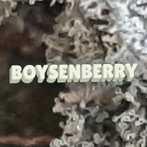 Boysenberry Cannabis Strain