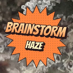 Brainstorm Haze Cannabis Strain